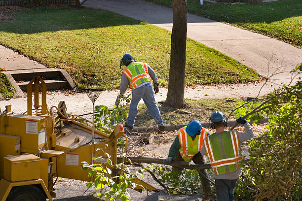 Trusted Rio Rancho, NM Tree Services Experts